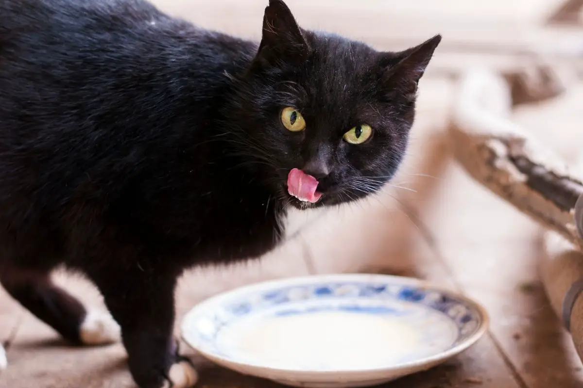 cat drinking milk