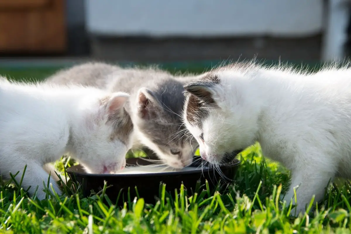 cats drinking milk