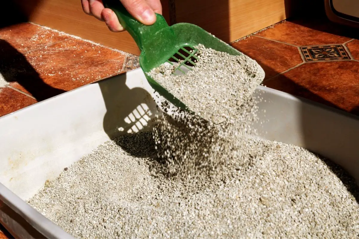 cleaning cat litter box