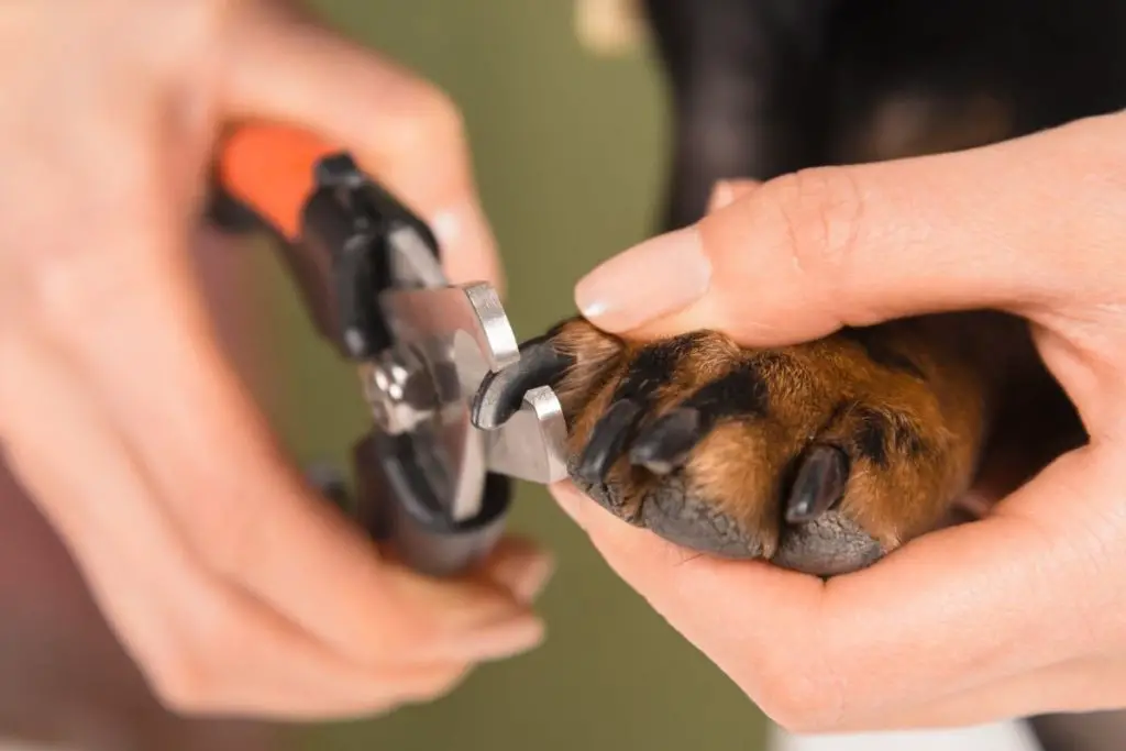 How To Find The Quick On Black Dog Nails (Best Guide) AnimalFate