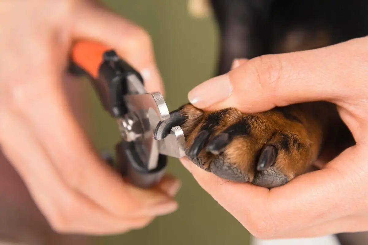 clipping dog nails