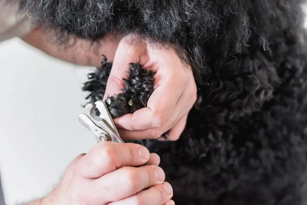 How To Find The Quick On Black Dog Nails (Best Guide) AnimalFate