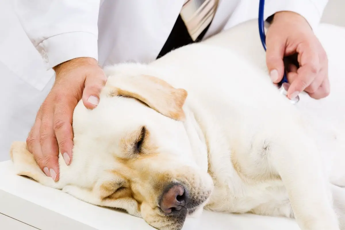 dog at the vet