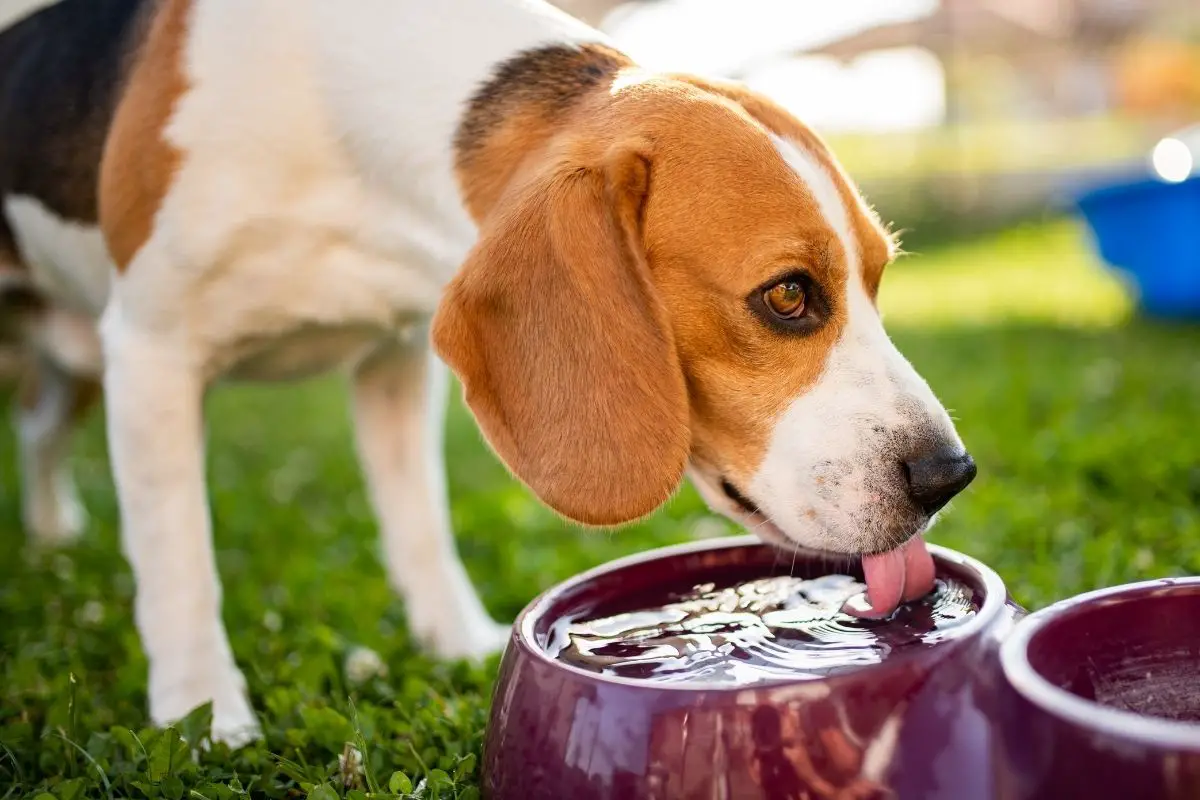 dog drinking water