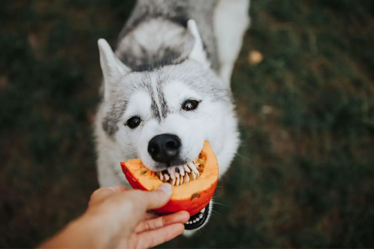 dog eating pumpkin