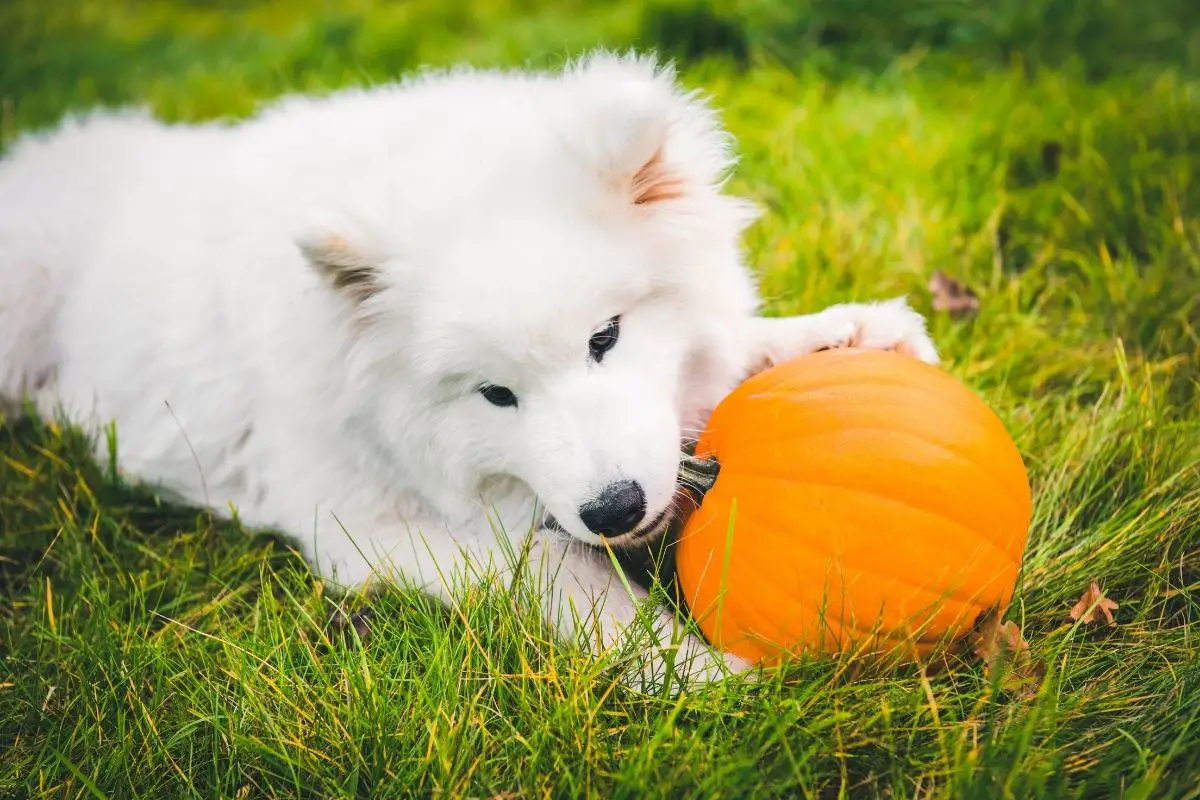 dog eating pumpkin