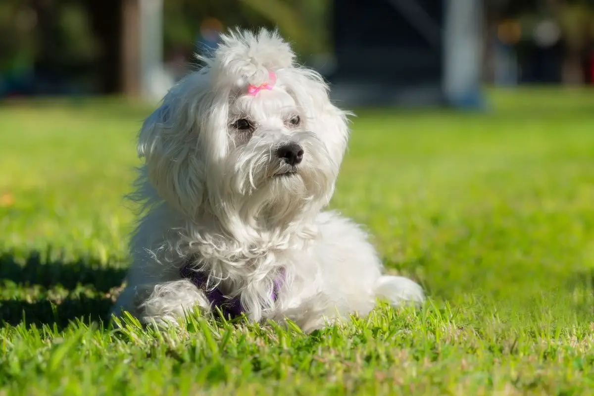 female maltese