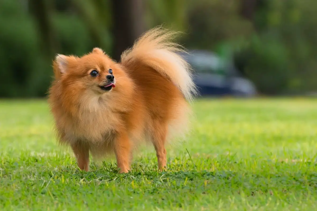 female pomeranian