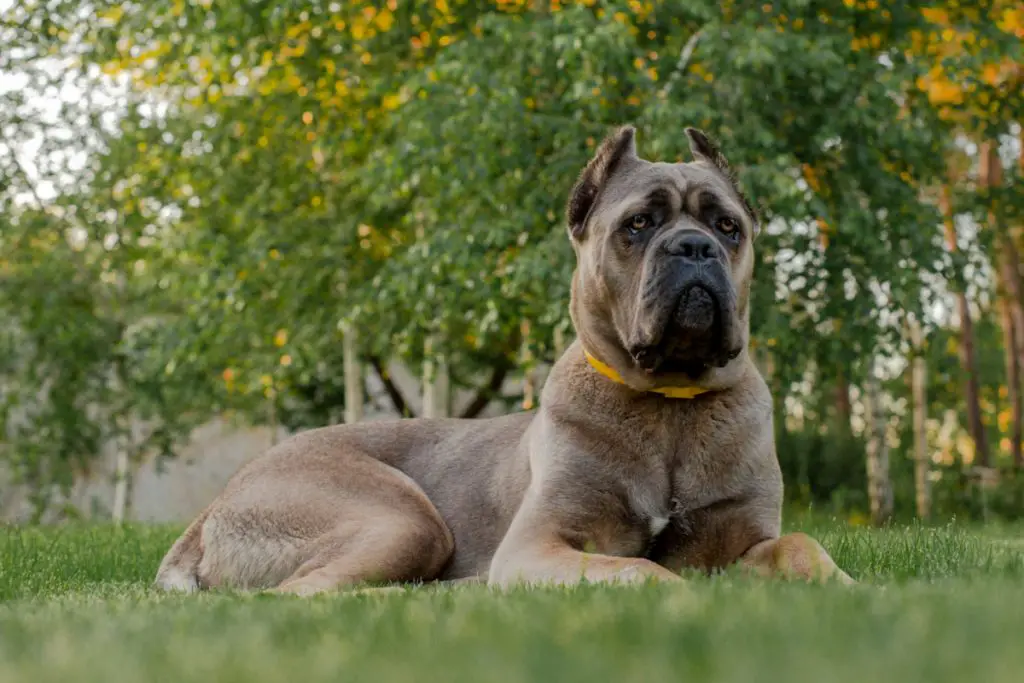 Formentino Cane Corso Top Facts You Probably Didn't Know About This