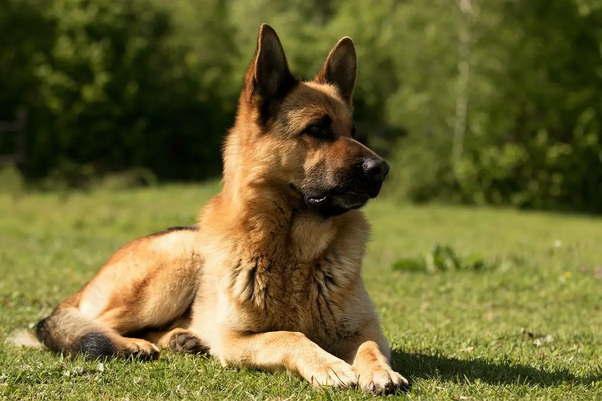 german shepherd