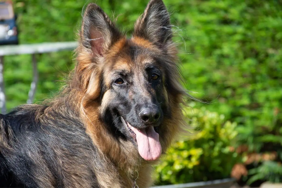 german shepherd