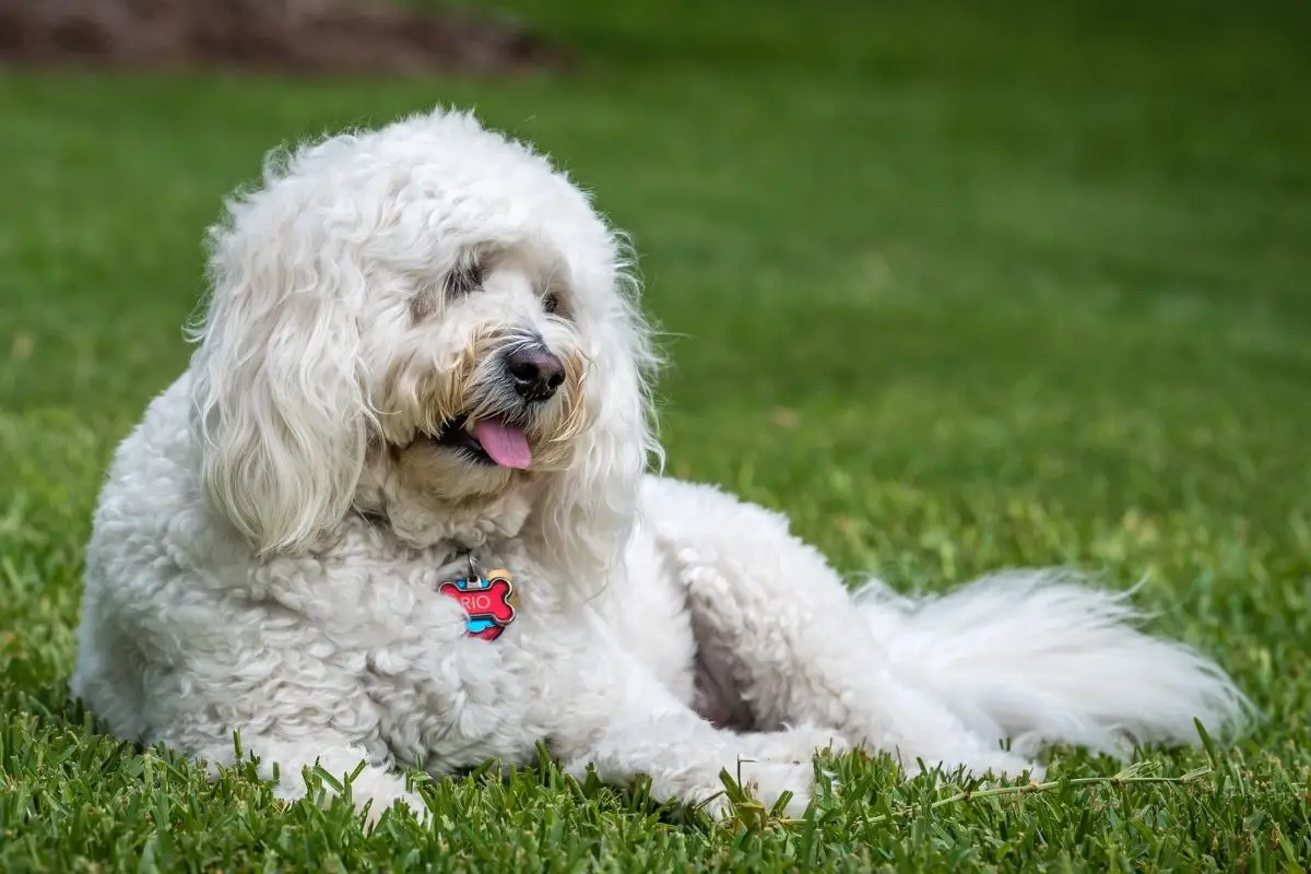 goldendoodle