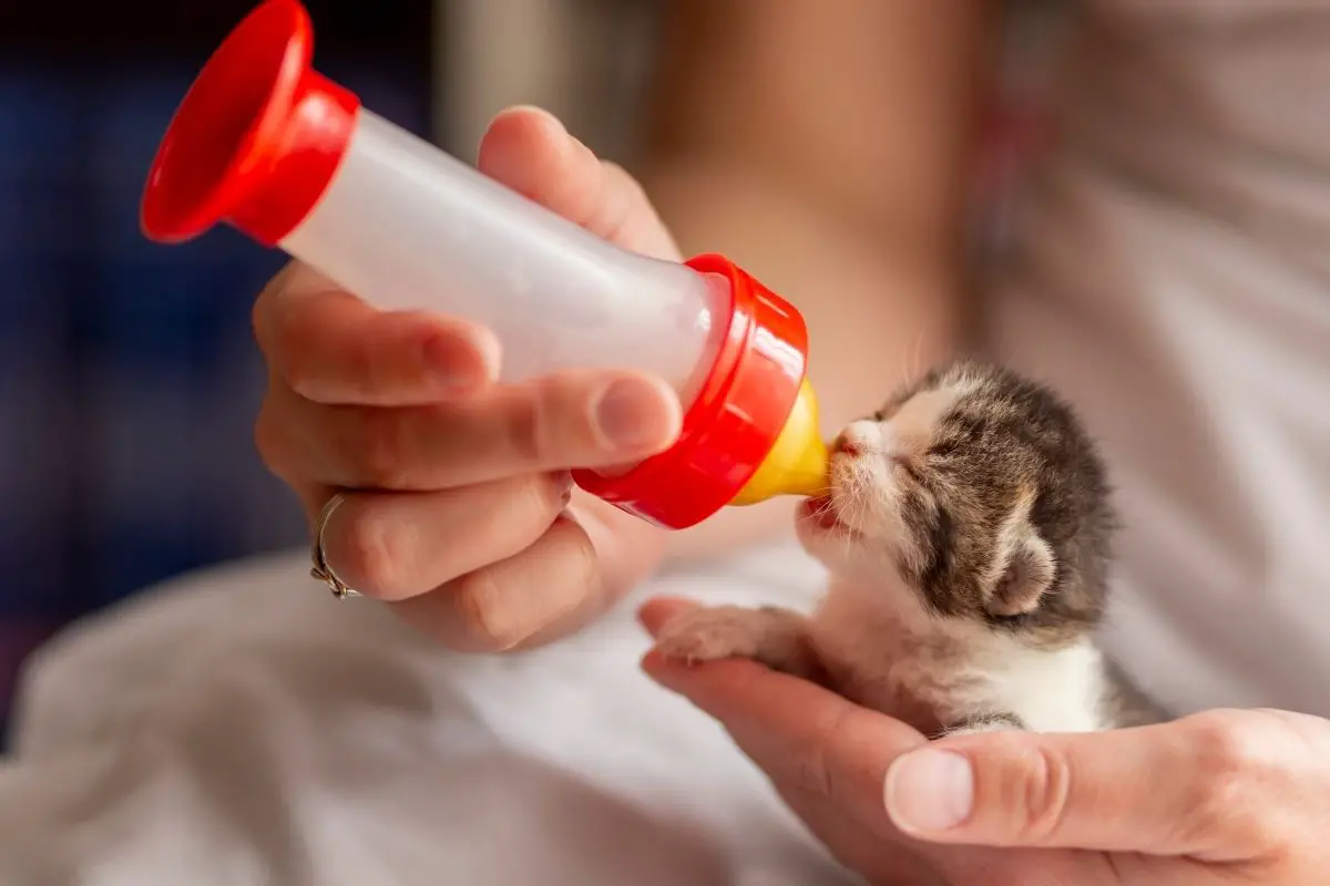 newborn kitten