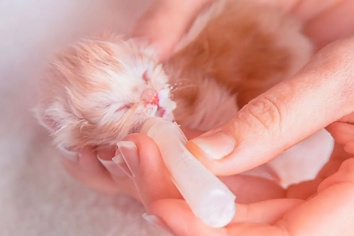 newborn kitten