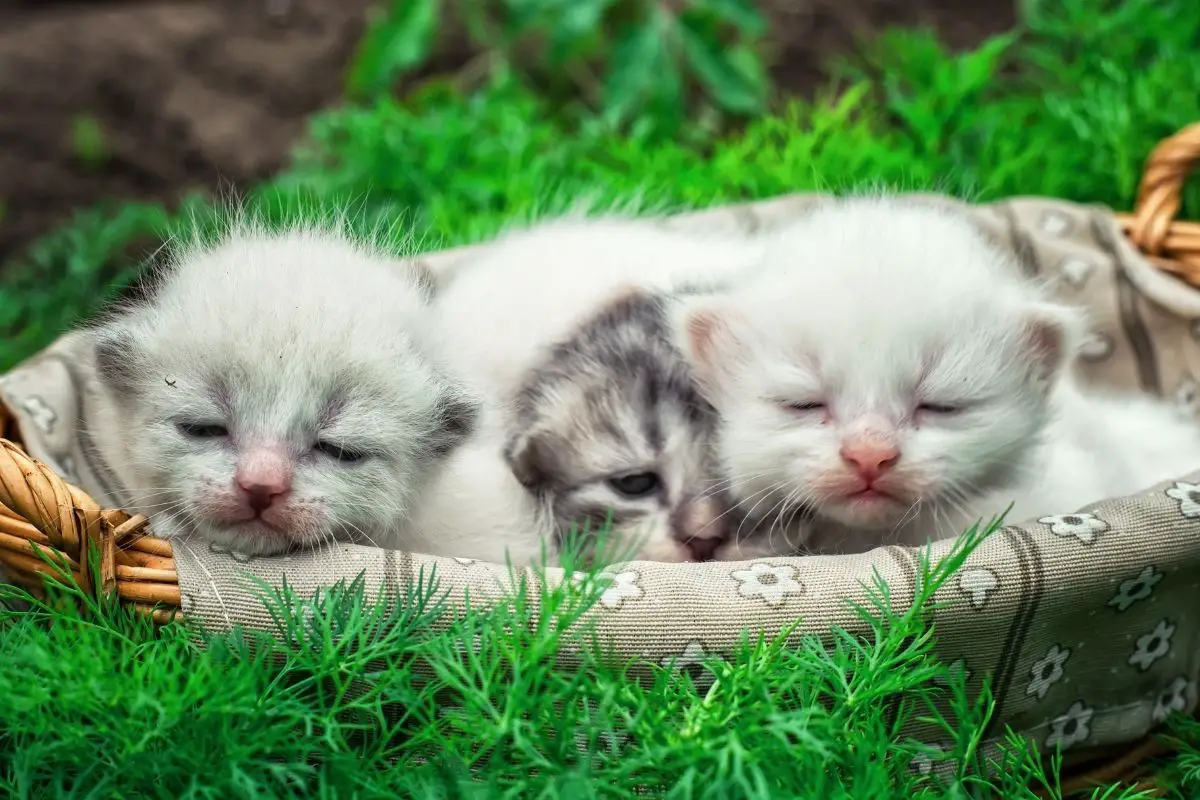 newborn kittens