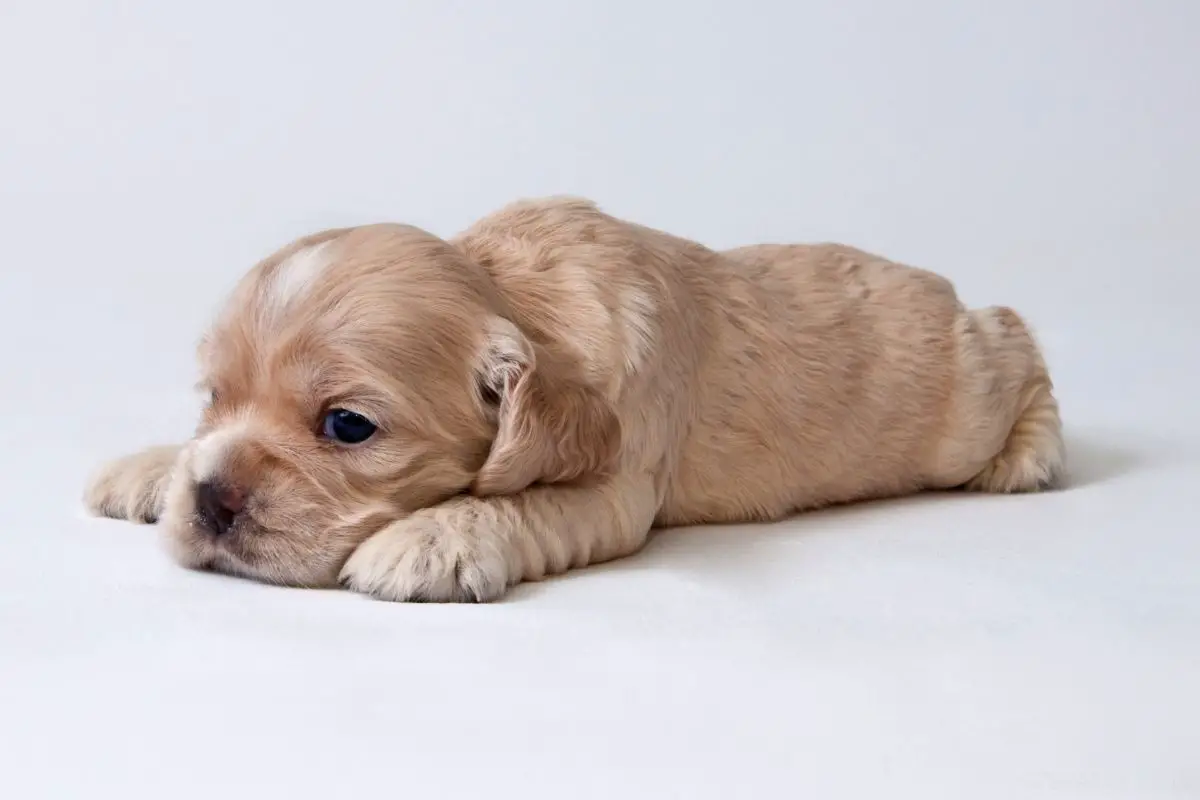 ow To Get Your Puppy To Stop Crying In Their Crate