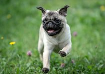 9 Pug Breeders in Iowa (IA) | Pug Puppies for Sale