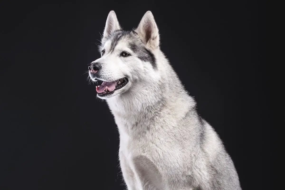 short hair husky