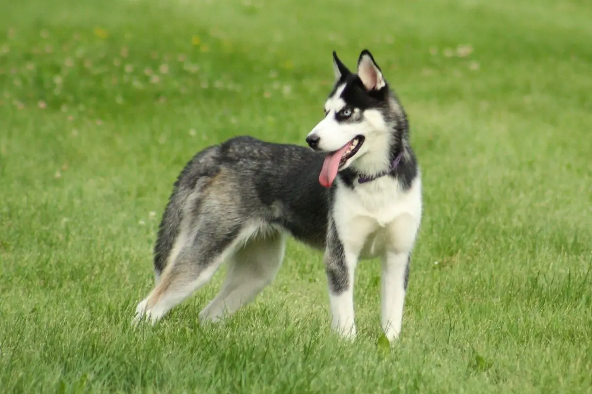 short hair husky