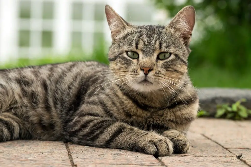 Why Are Tabby Cats Fat? Are They Prone To Health Risks? AnimalFate